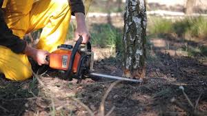 Best Storm Damage Tree Cleanup  in Lake Sherwood, CA