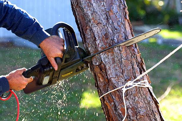 Best Tree Disease Treatment  in Lake Sherwood, CA